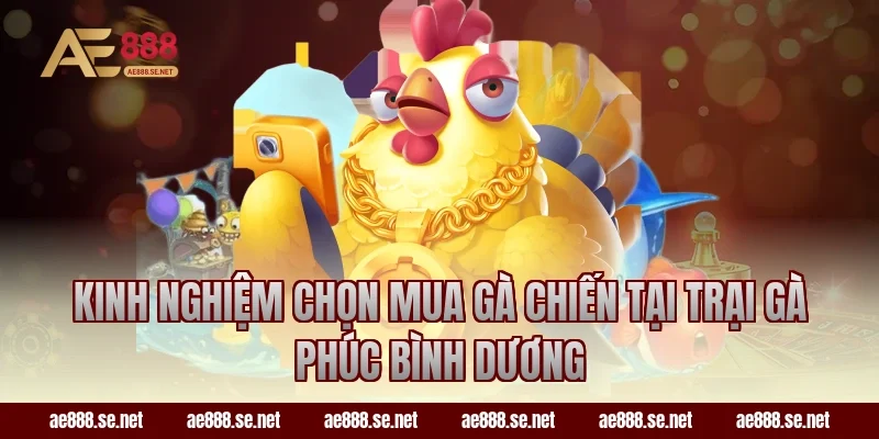 Kinh nghiệm chọn mua gà chiến tại trại gà Phúc Bình Dương