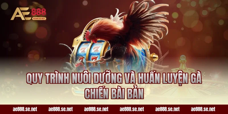 Quy trình nuôi dưỡng và huấn luyện gà chiến bài bản